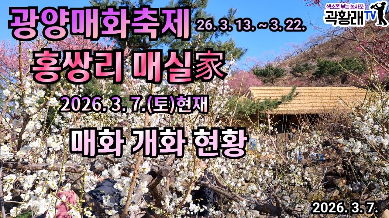 26 광양매화축제 26. 3. 7. 현재 홍쌍리가 매화 개화 현황 