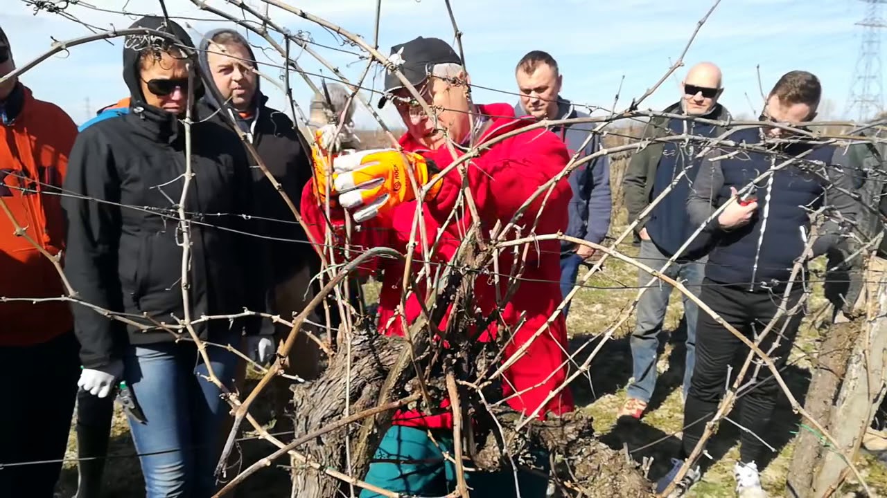 Kordonos metsz&eacute;s
