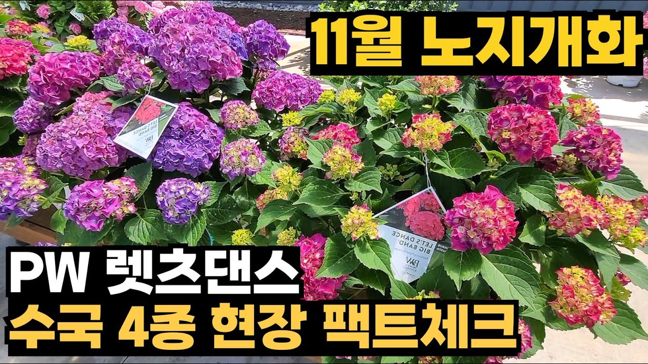 11월까지 꽃피는 수국 PW렛츠댄스 4종 팩트체크