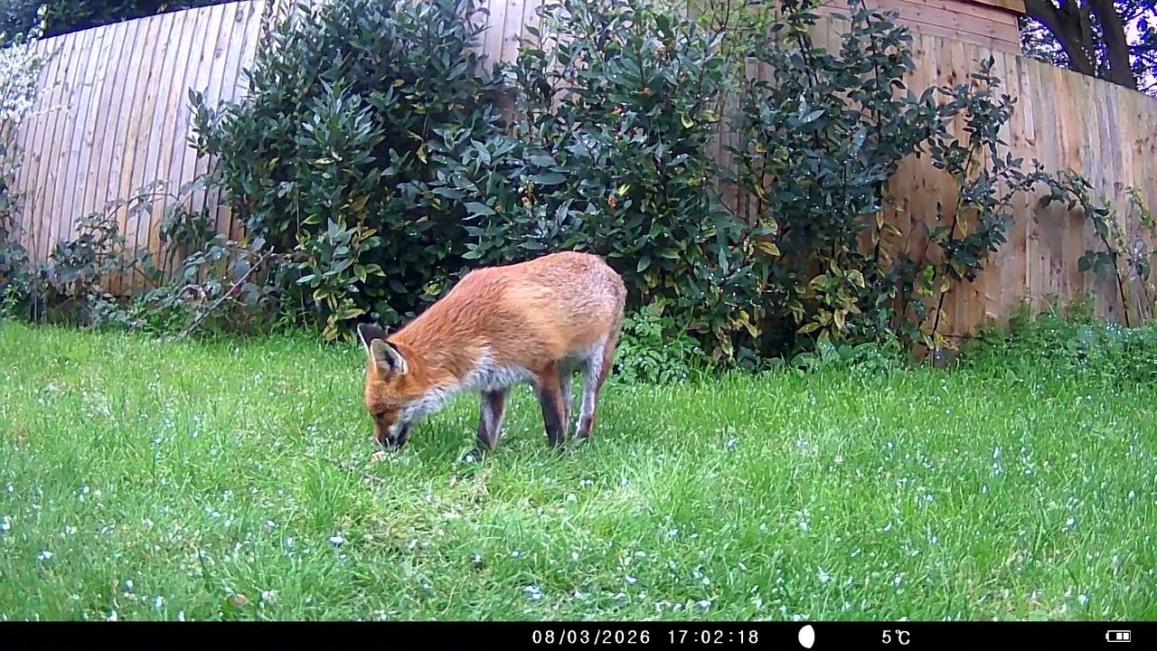 Fox in Colour(Weeks 1&2 March 2026)