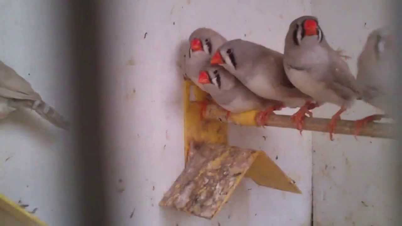 Zebra finch farm view from the outside