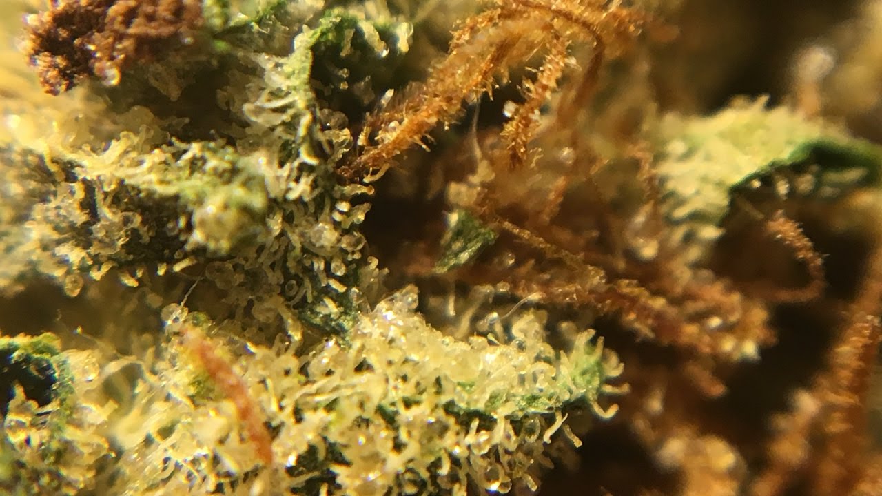 A Close Up Look At Trichomes