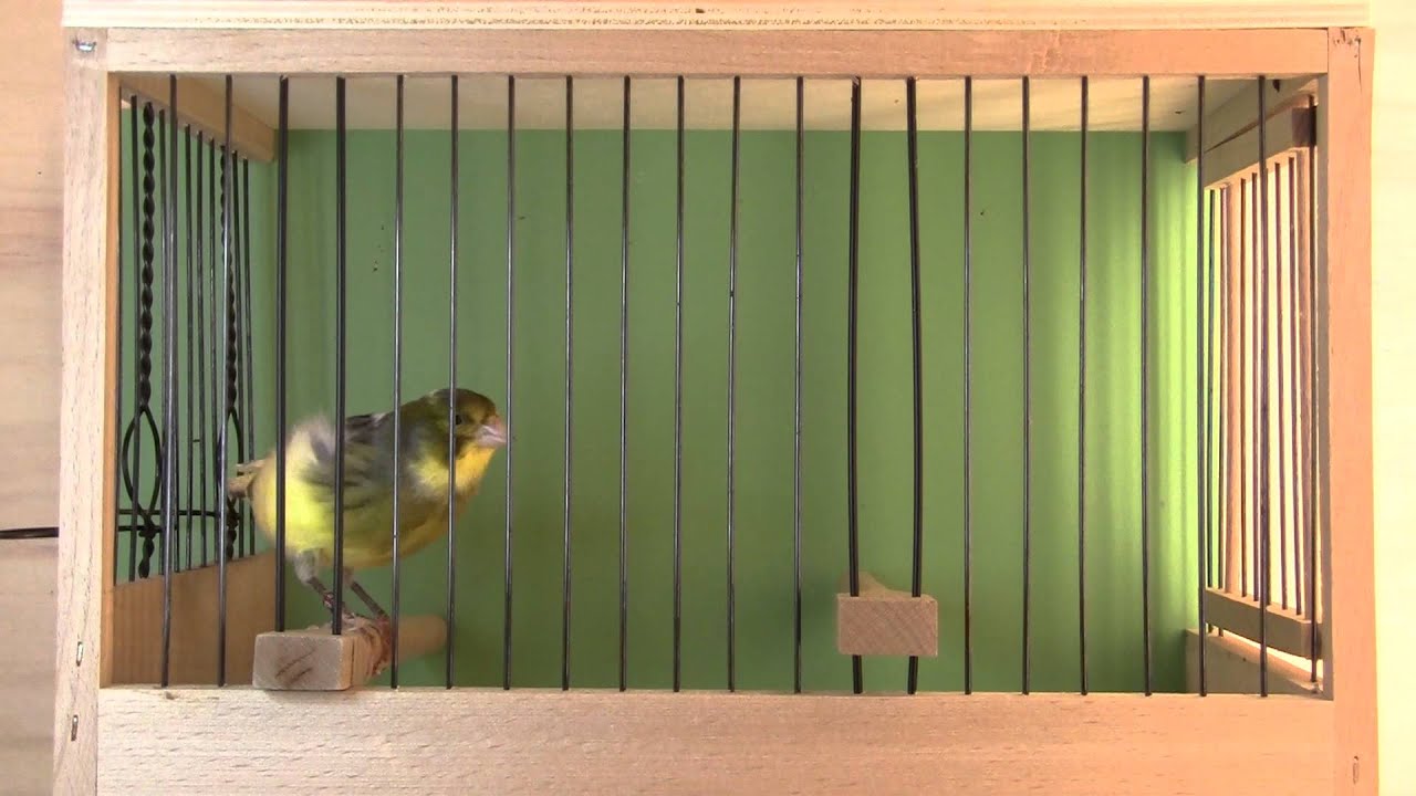 Timbrado-Espanol-Gesangskanarienvogel