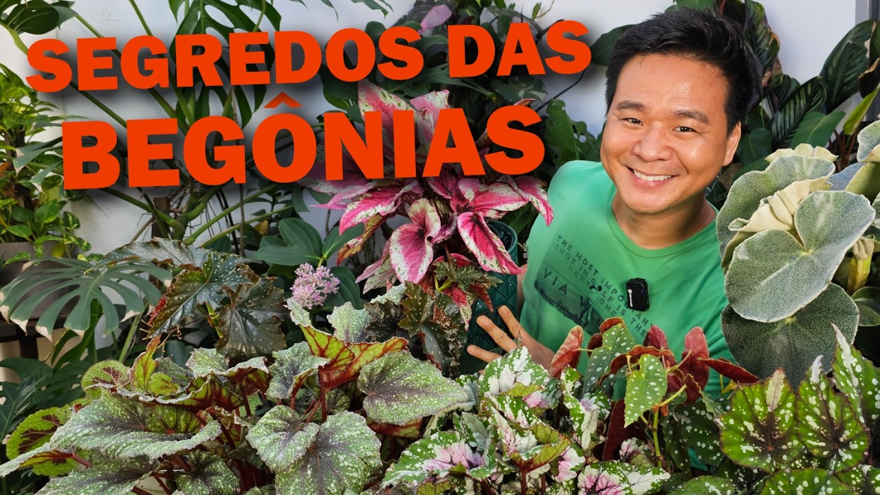 Segredos das begônias - Aprenda a cuidar