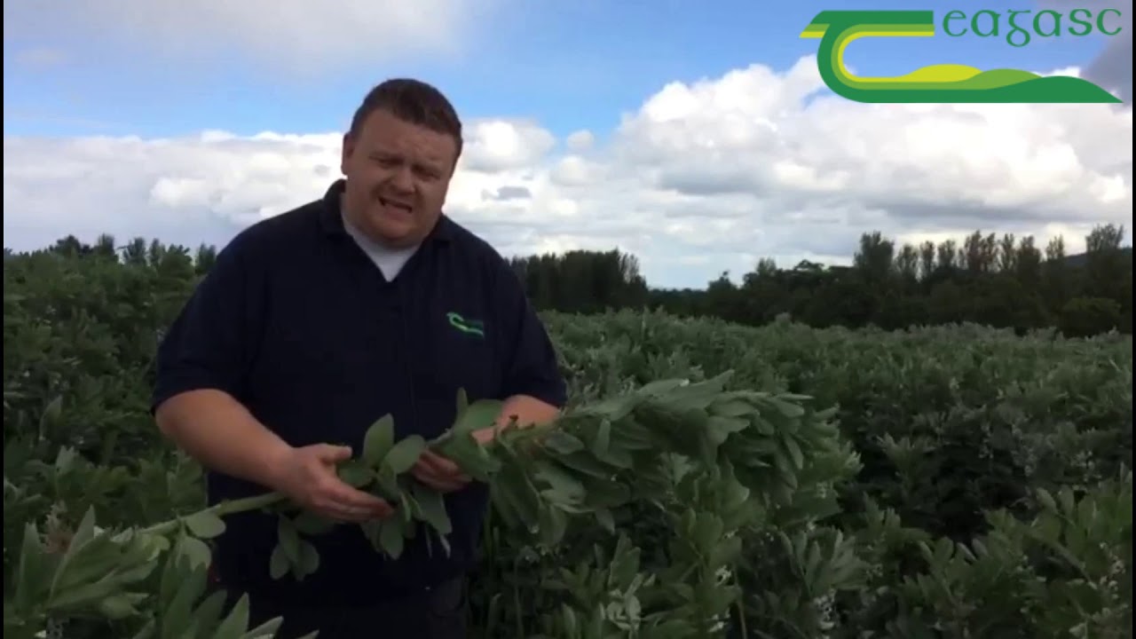 Michael McCarthy Winter Beans Full video