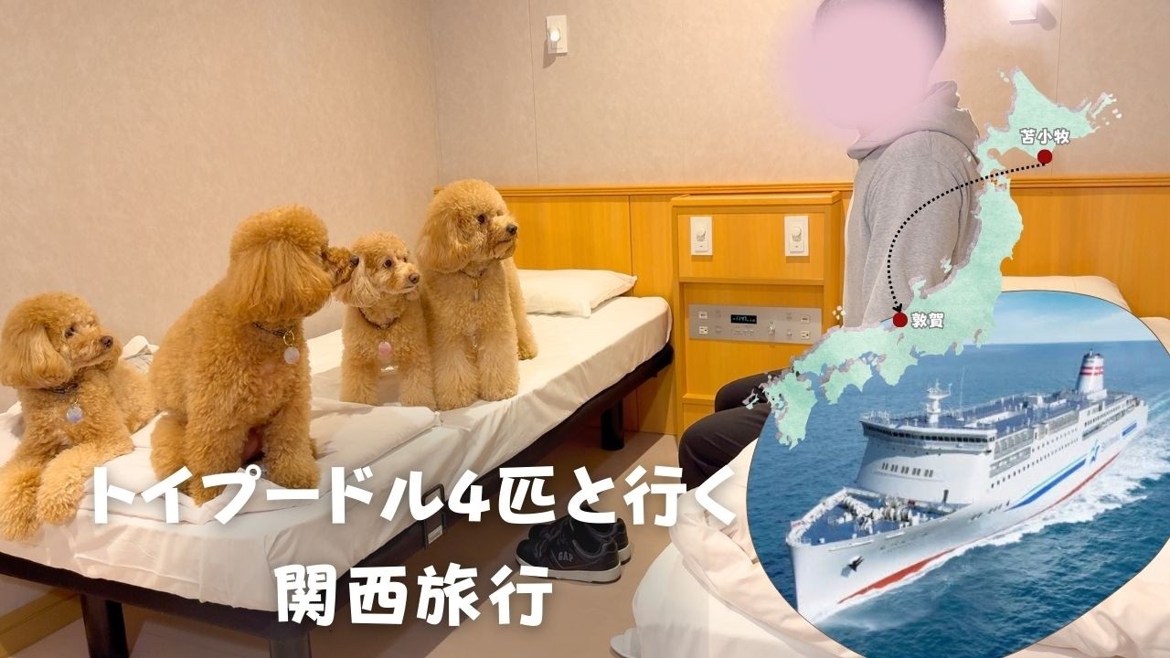 【関西旅行編♯1】トイプードル4匹とフェリーに乗って北海道から関西まで移動します