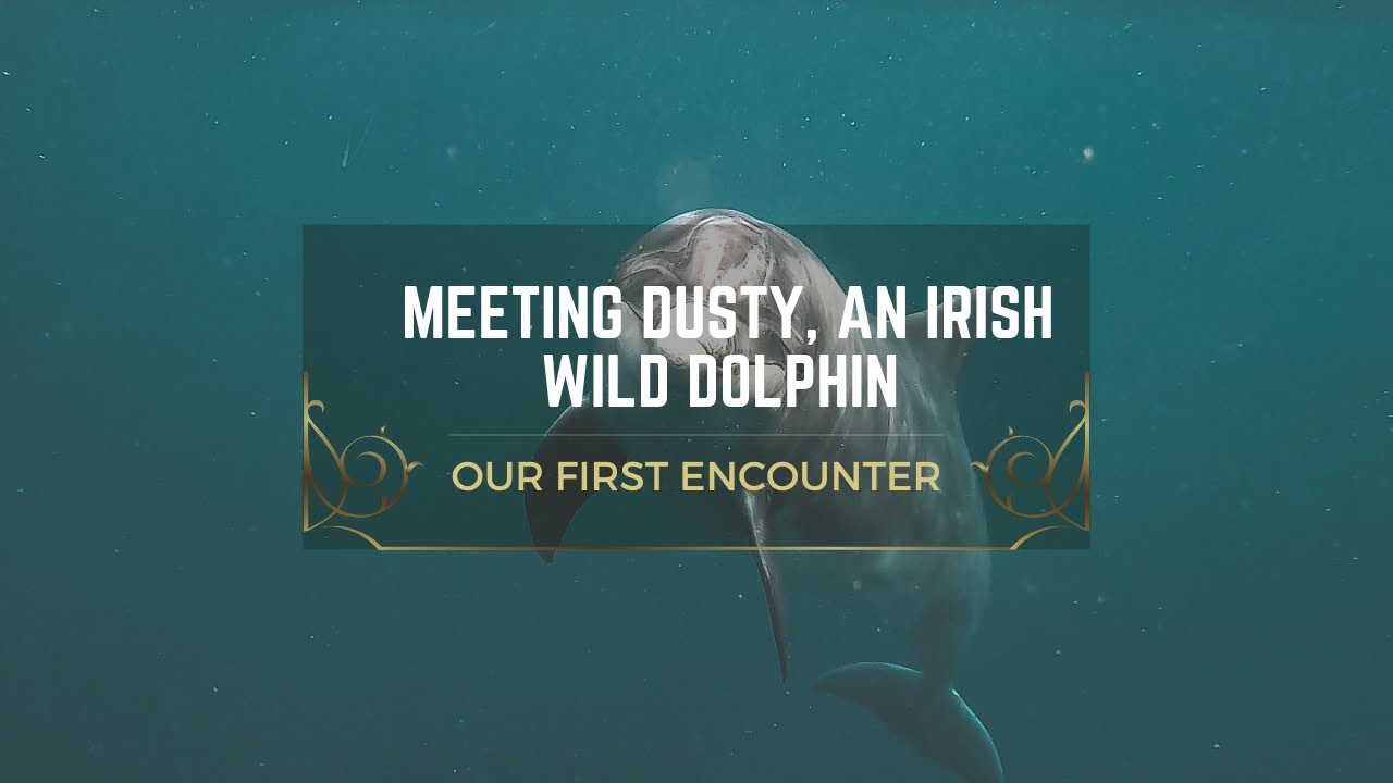 Meeting Dusty, an Irish, wild & solitary dolphin