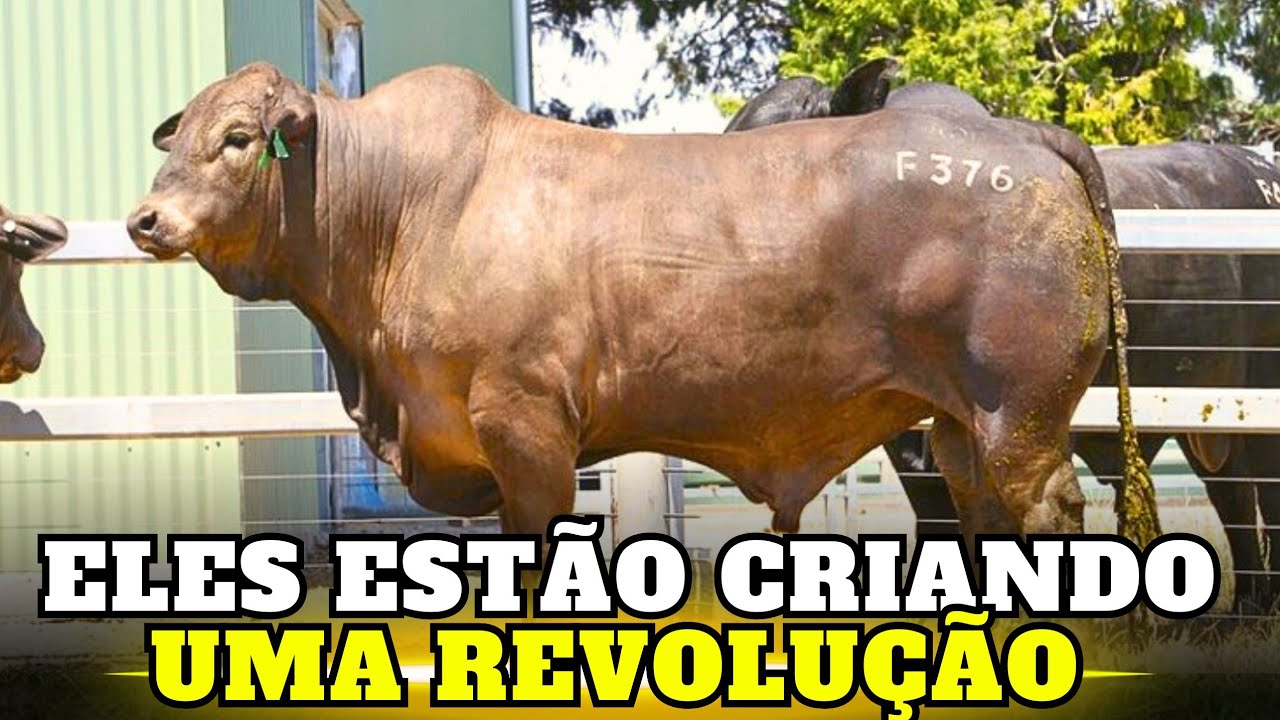 O ACIDENTE que está se TRANSFORMANDO em uma NOVA ERA