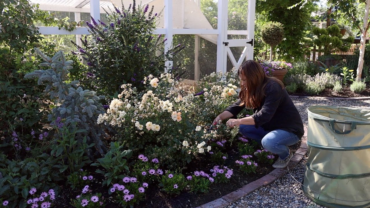 Cutting Back Salvia, Deadheading Roses, Baiting for Earwigs, and Virginia Creeper Removal! 🌿✂️😃