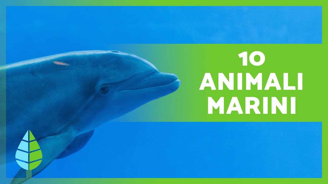 Quali ANIMALI vivono NEL MARE? 🌊 10 Esempi e Curiosità