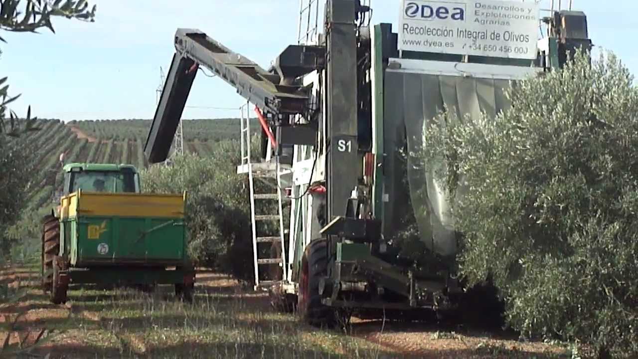 Recolección de aceituna con COLOSSUS S por DyEA