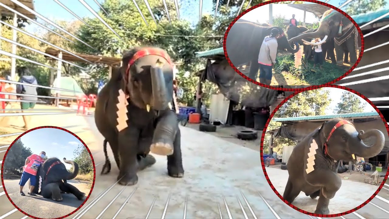 ดาวไปร่วมงานวันเกิดพ่อทอง