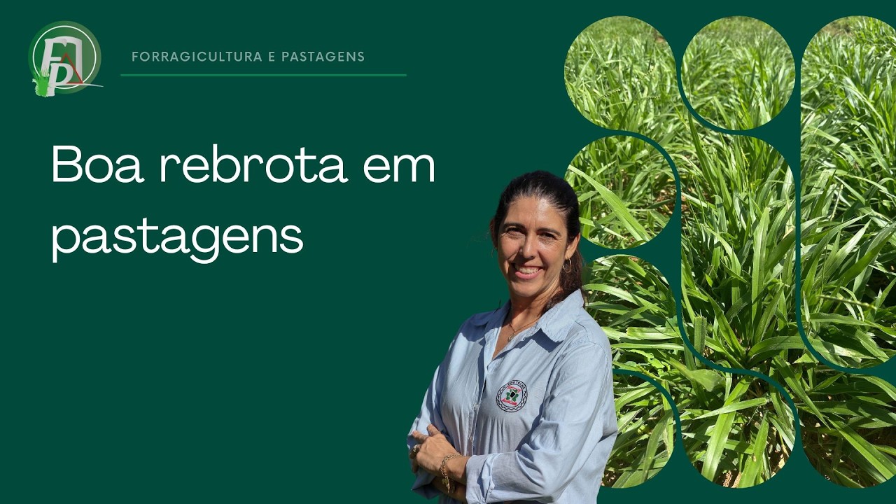 BOA REBROTA EM PASTAGENS