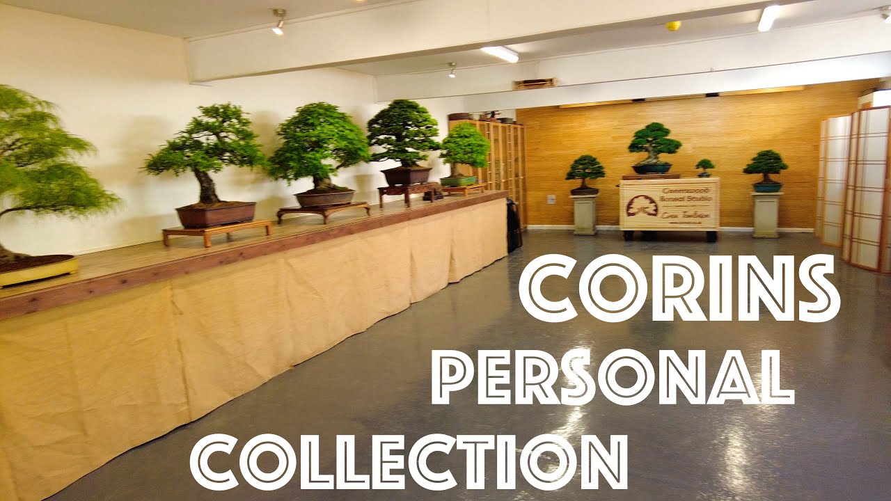 Bonsai Bash 2025 | Corin's Exhibition - Greenwood Bonsai