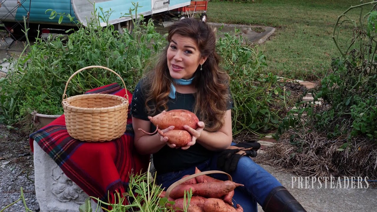 Harvesting Sweet Potatoes from a Straw Bale Garden