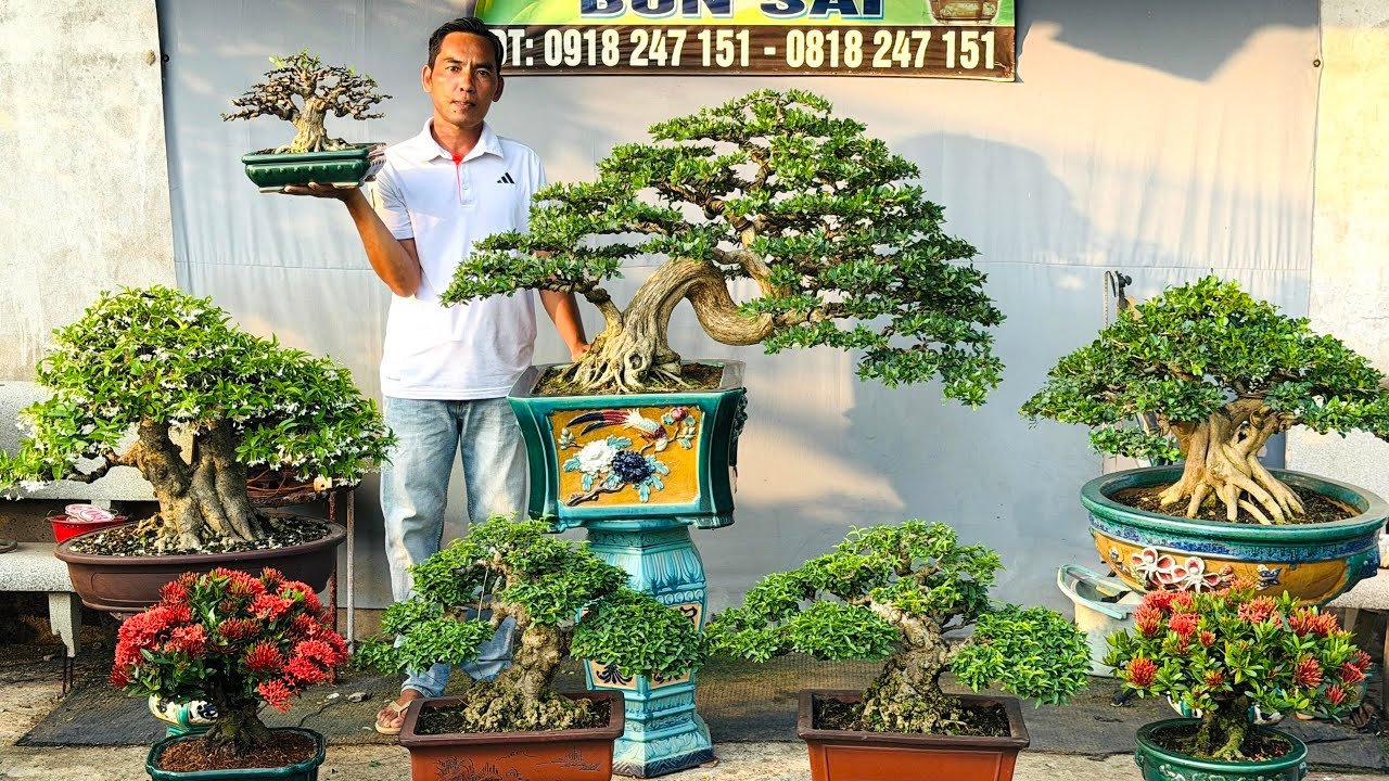 Si Trái, Mai Chiếu Thủy, Linh Sam, Trà Phúc Kiến hàng nét (chào bán 11/3) vườn Thành Công