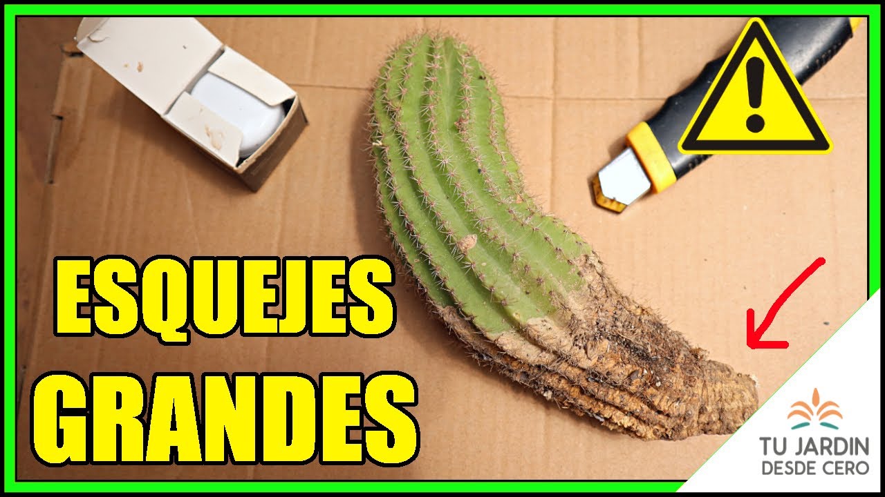 🌵 Manejar esquejes GRANDES de cactus ¿Cómo reproducir CACTUS de gran tamaño por esquejado?