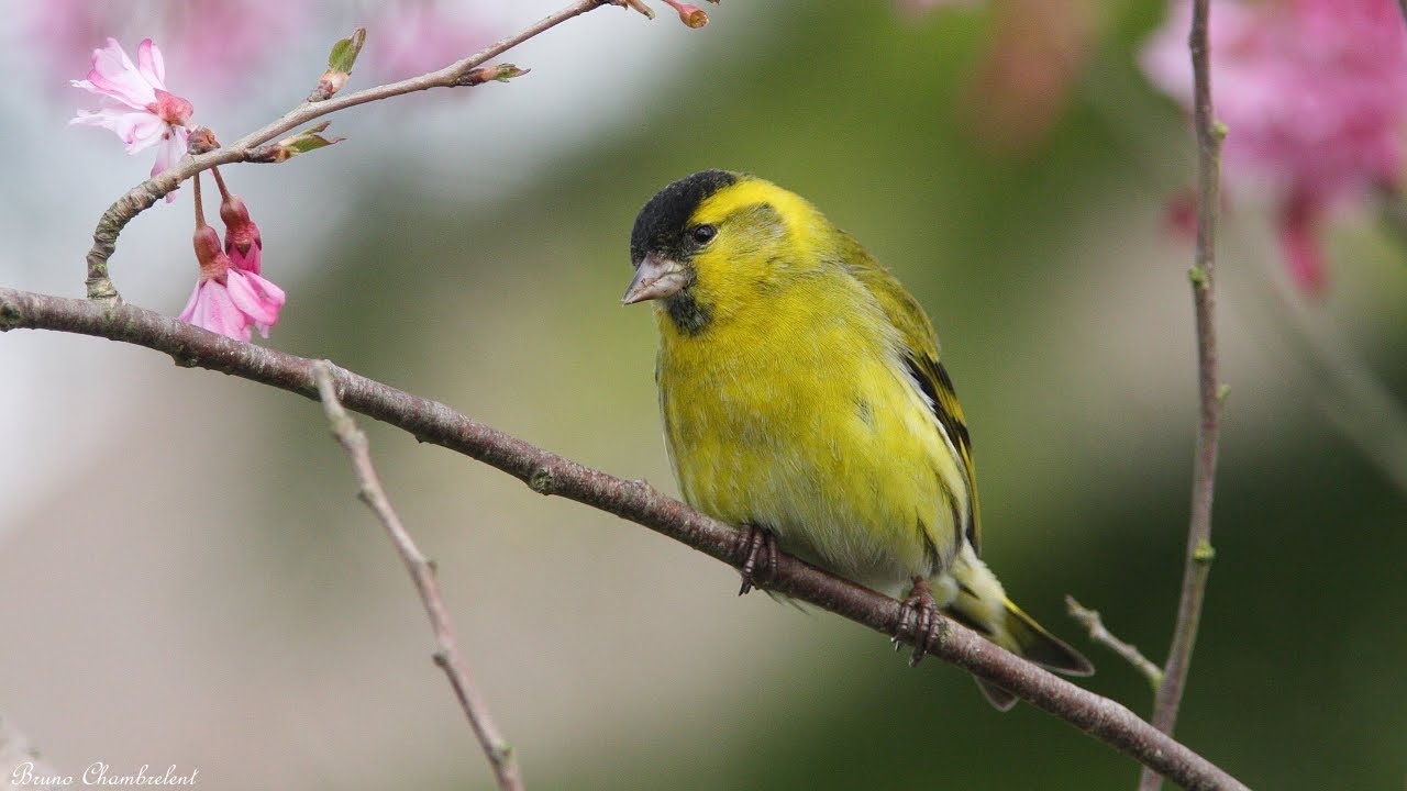 tarin des aulnes, linotte mélodieuse et grande aigrette : oiseaux dans mon jardin HD n°4