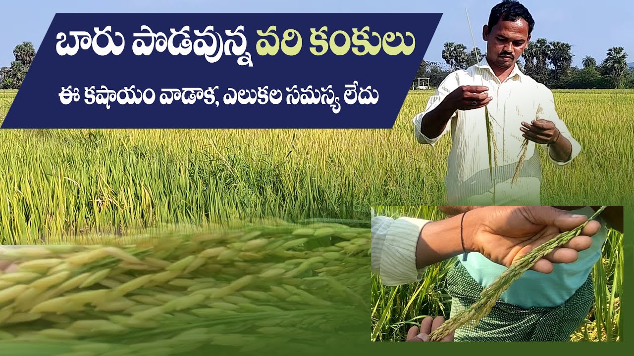 E169 |బారు పొడవున్న వరి కంకులు | #Paddy| @GramaBazaar | 94912 78836, 833 1800 100