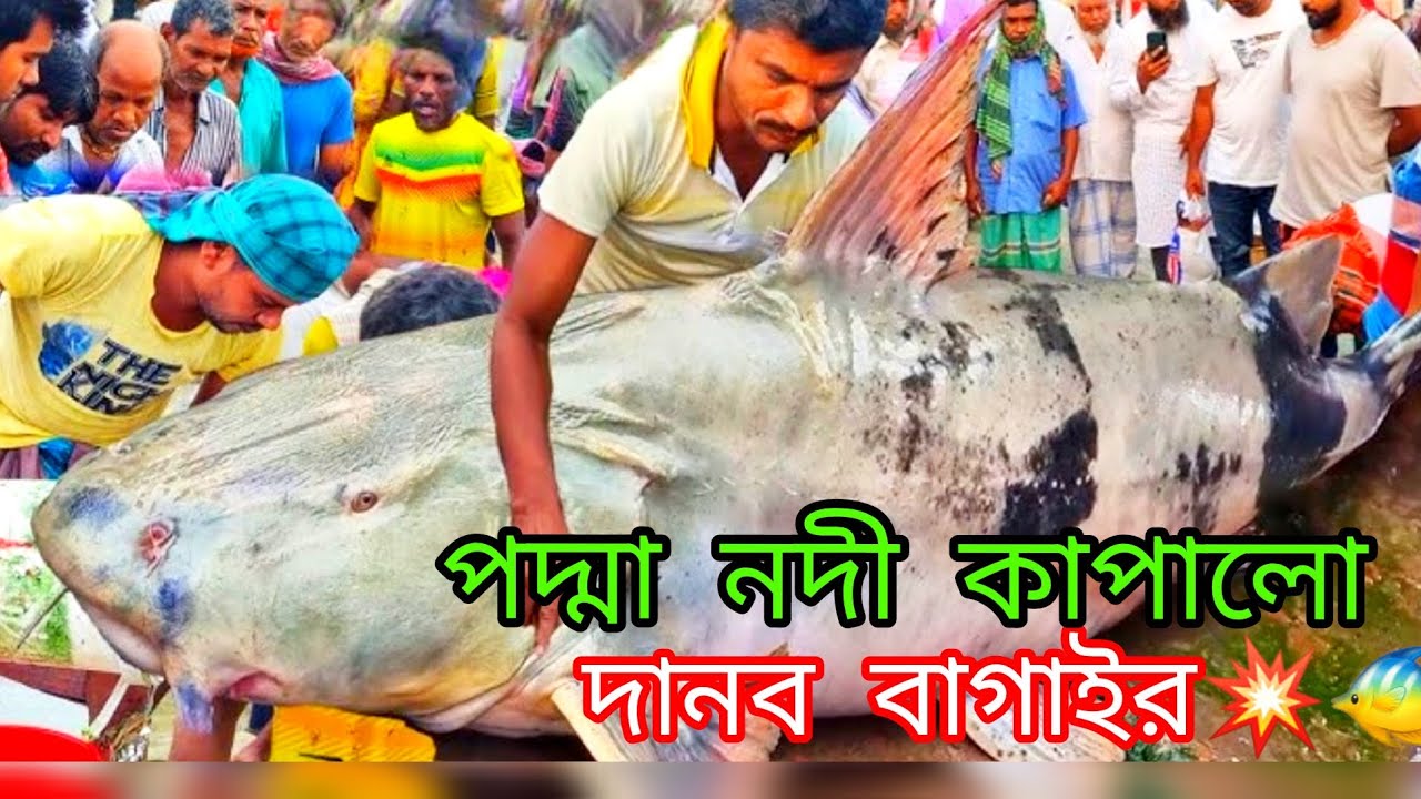 পদ্মা নদীর বাঘা আইর মাছ 🐟 | মেঘুলা ঘাটে আজকের বড় মাছের বিক্রি