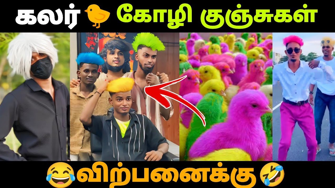 கலர் கோழிக்குஞ்சுகள் விற்பனைக்கு😂🤣 2K KIDS CHENNAI PULLINGO TROLL | HAIR STYLE | #instagram 