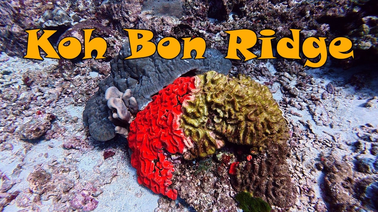 UNREAL CORALS!! The #1 Dive Site in the Similan Islands: Koh Bon Ridge 🪸