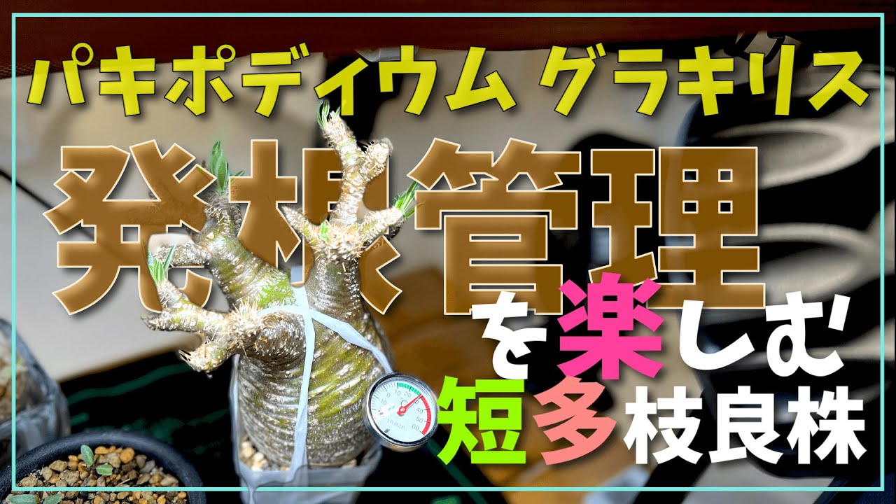 【グラキリス発根管理❗️】パキポディウム グラキリスの発根管理を全部見せます! Pachypodium Gracilius/良株多短枝　発根管理に必要なアイテムも紹介❗️