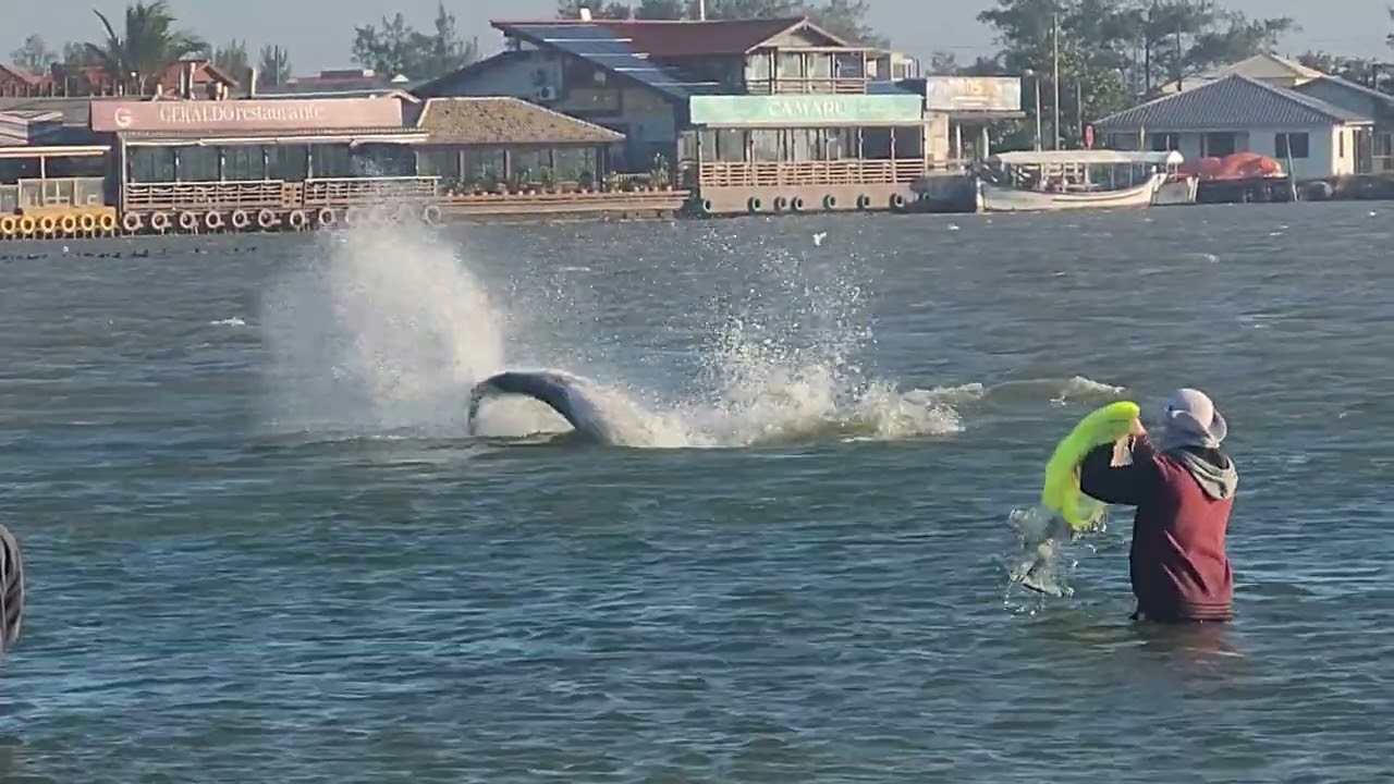 Laguna SC Pesca com o auxílio dos botos pescadores