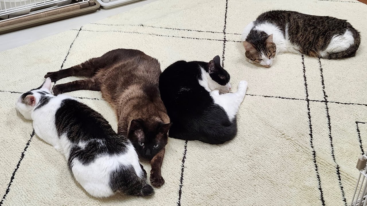 1/30(金) 猫だけ配信🐈‍⬛