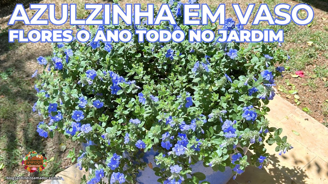 Como Plantar Azulzinha em Vaso | Jardineiro Amador