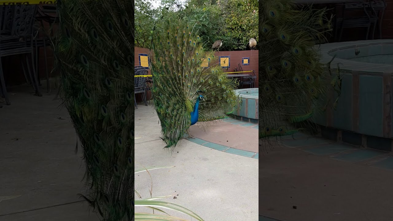 Peacock Train Rattling #shorts