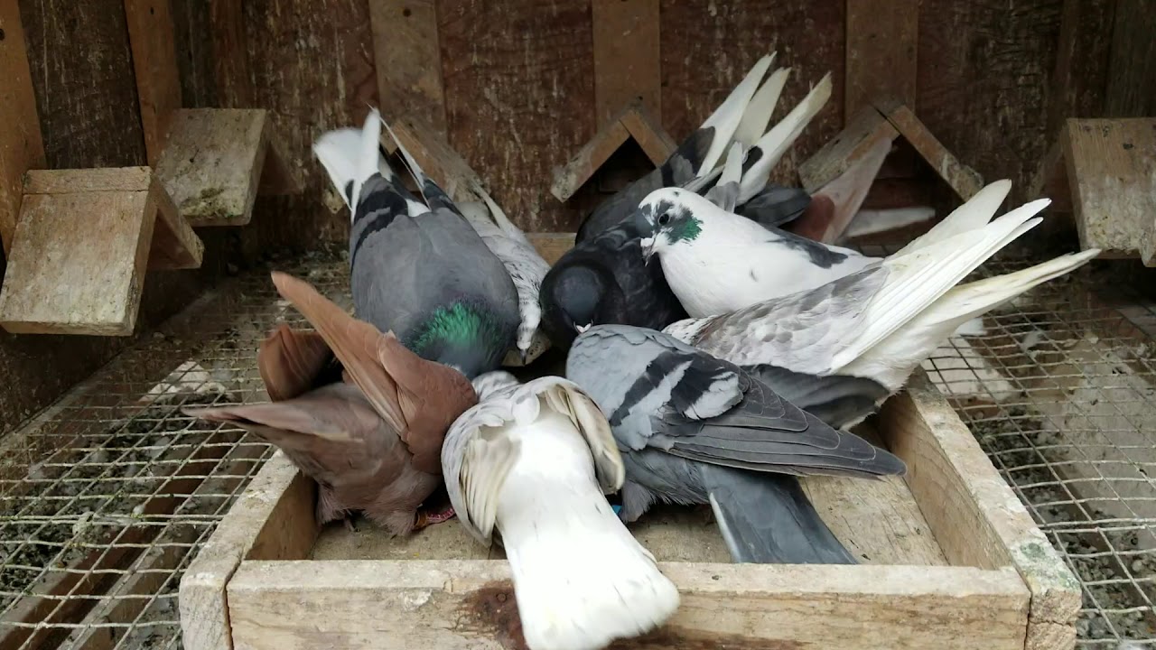 2019 Birmingham Roller Pigeon ( Feeding my kit birds )
