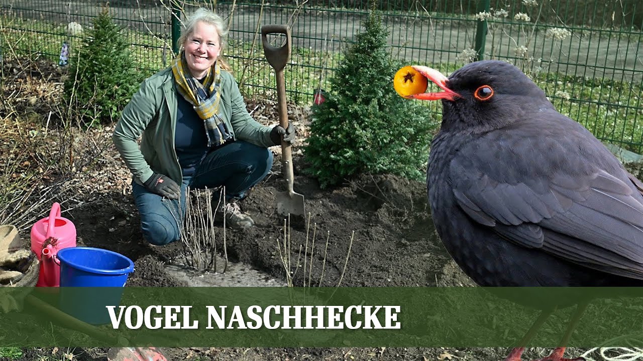 Vogel Naschhecke - Wie man eine Hecke für Vögel anlegt