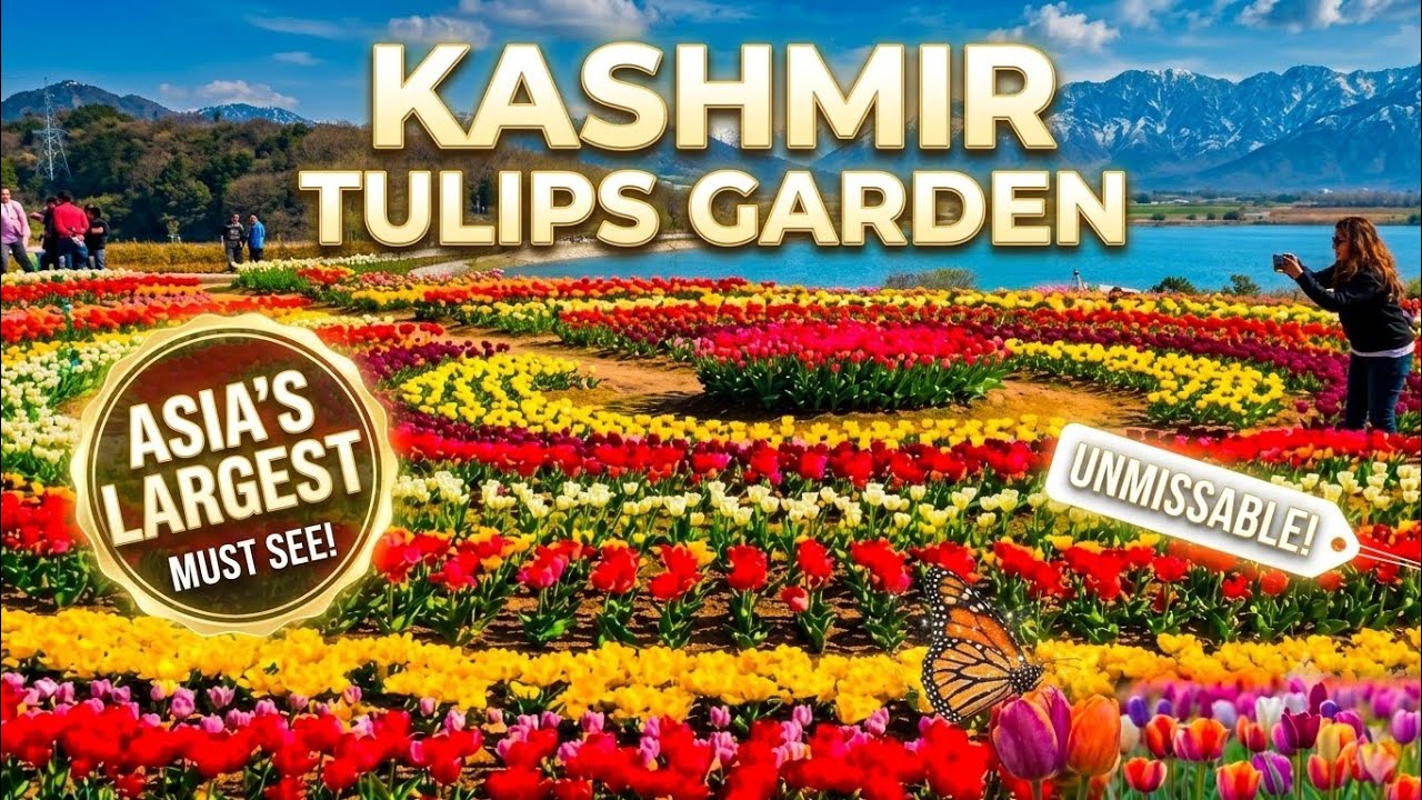 Tulip Garden Srinagar 2025 | Tulip Garden Kashmir | Tulip Festival l Srinagar Tulips Garden l Vlog l