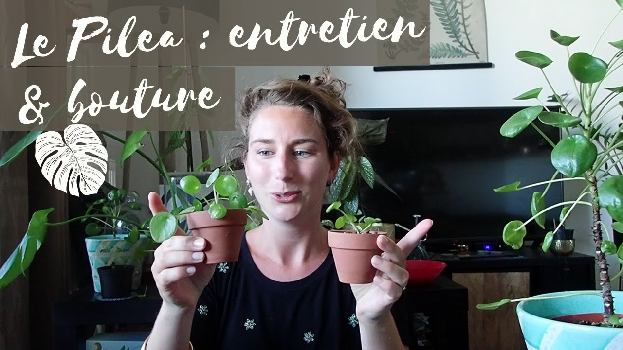 Plante pour les débutants le Pilea : entretien et boutures !