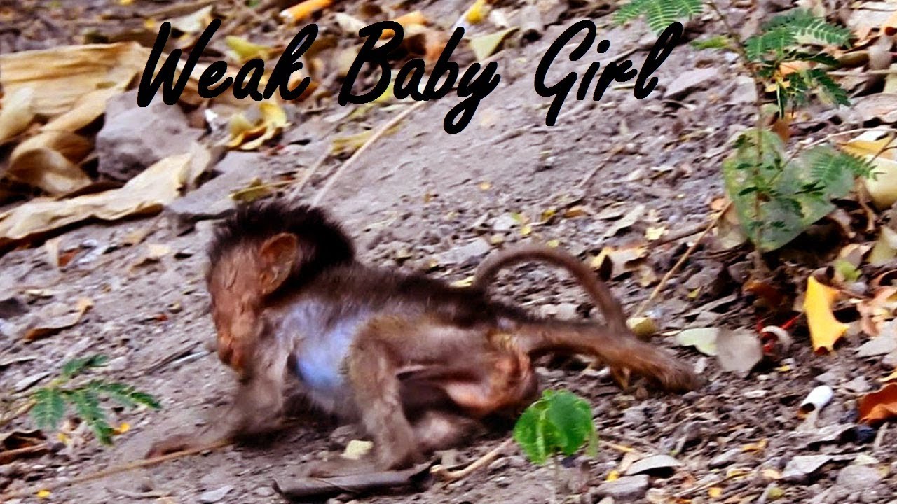 Heidi is  very Weak, She Leaves Mom Walking Fall So Sad To See Heidi In Situation