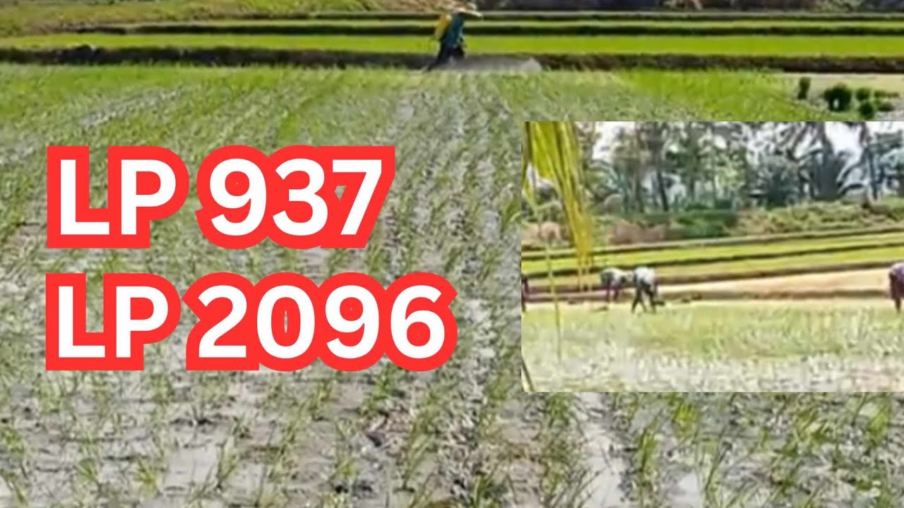 Hybrid Rice: TRANSPLANT HANGGANG PAGSPRAY NG HERBICIDE | @AgriSikap