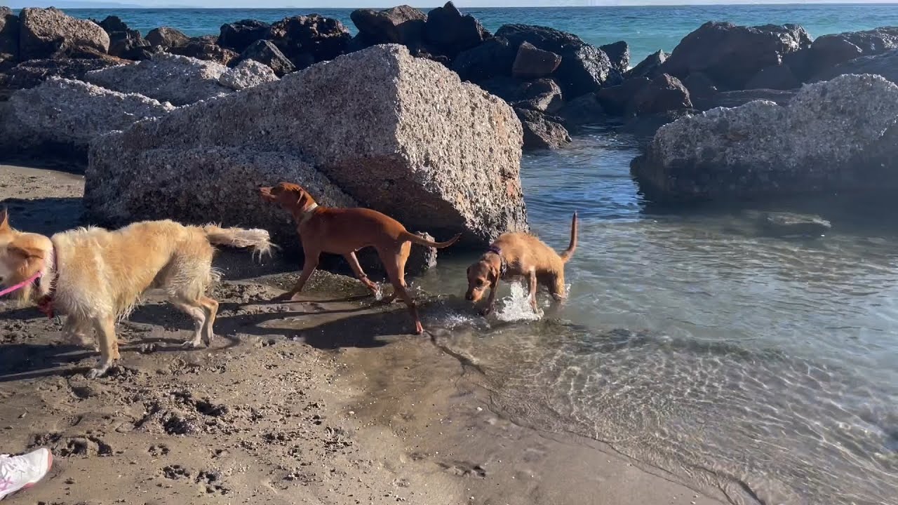 10 month old Hungarian Vizsla puppy’s FIRST  socialisation session on Mojacar Beach.