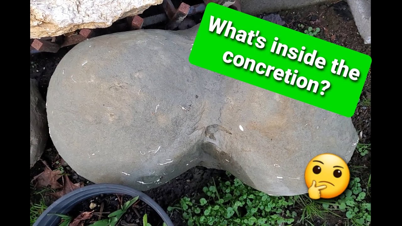 Crackin' The Concretion Open - What's inside?