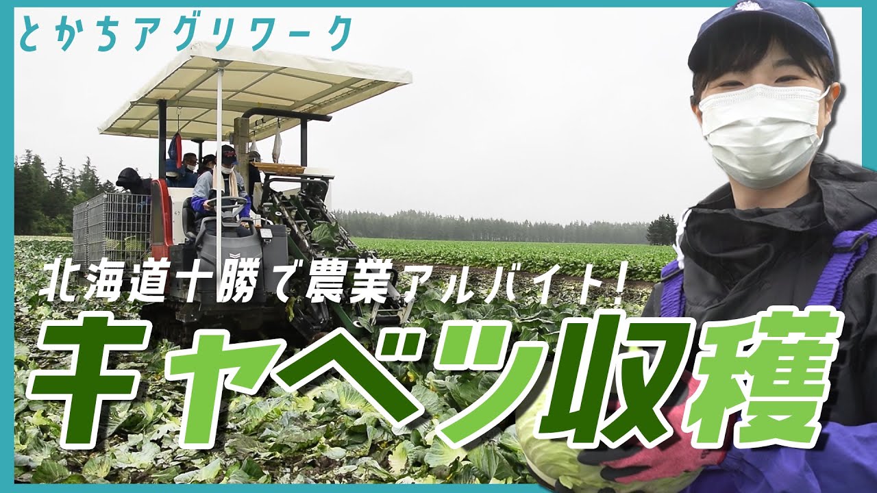 【農業バイト第3弾】キャベツ収穫アルバイトは雨でも大丈夫！北海道十勝