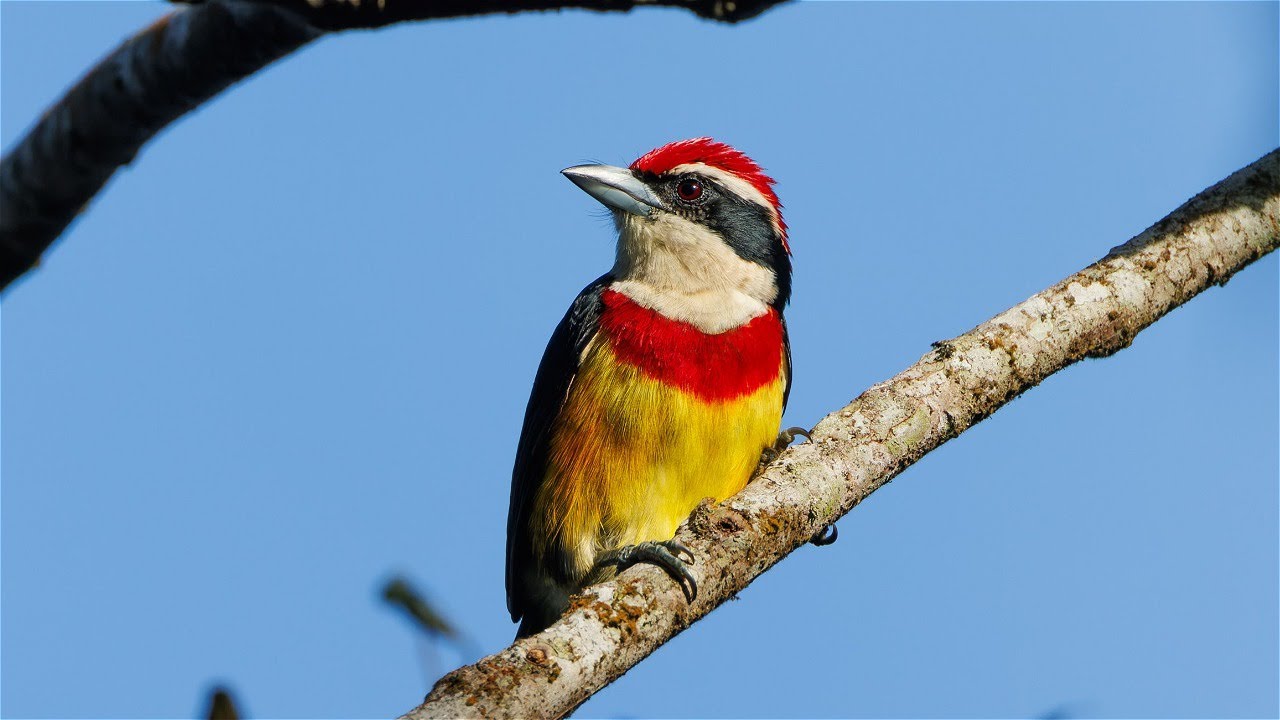 Birding in Northern Peru, part 4