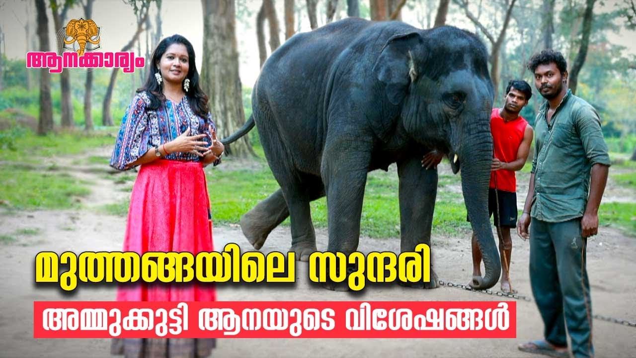 EP 46 | മുത്തങ്ങയിലെ സുന്ദരി, അമ്മുക്കുട്ടി ആനയുടെ വിശേഷങ്ങൾ | Muthanga elephants | Aanakkaryam