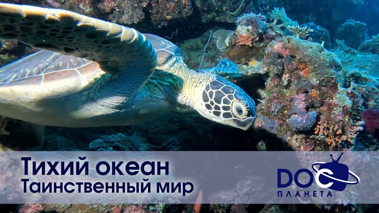 Тихий океан  - Часть 2.Таинственный мир - Документальный фильм