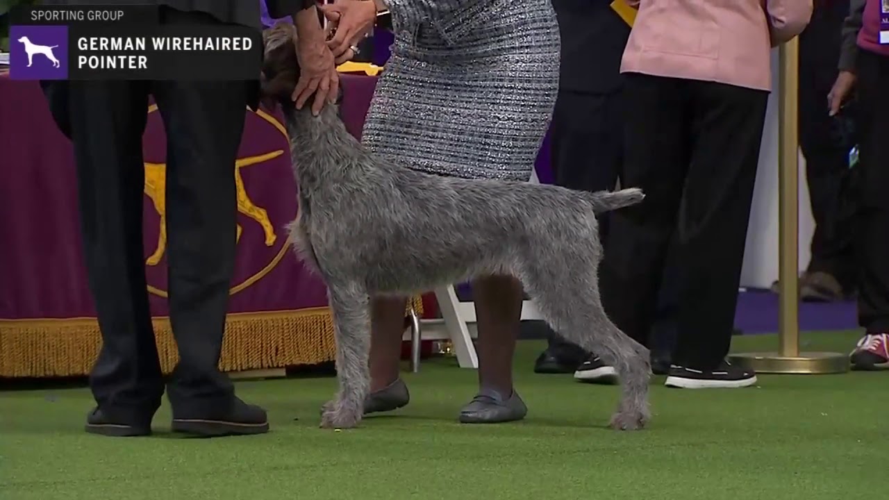 Wirehaired German Pointers | Breed Judging 2020