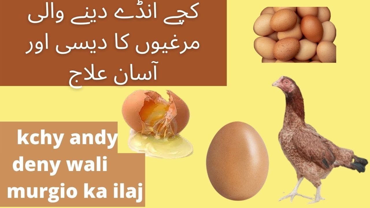 Kachy Ande Deny Wali Murgi ka ilaj | کچے انڈے دینے والی مرغیوں کا علاج دیسی اور آسان علاج