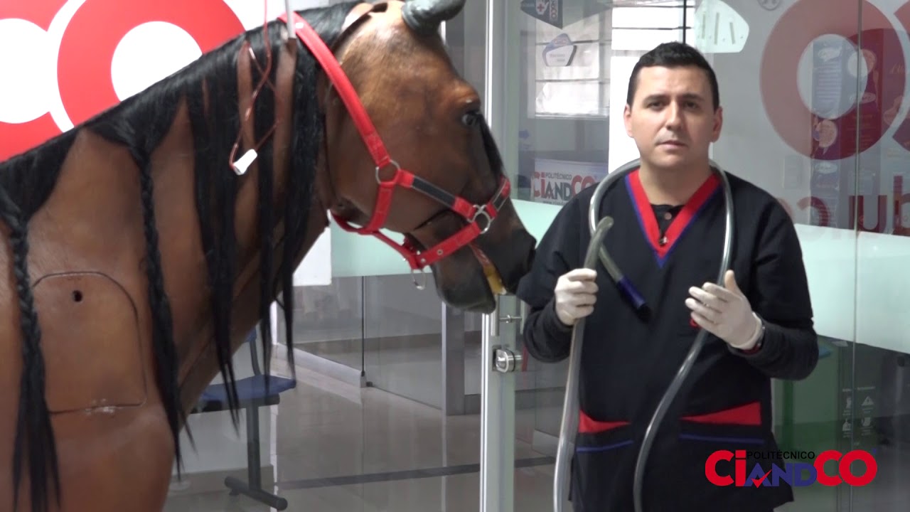 Simulador Equino - Acceso Con Oxigeno