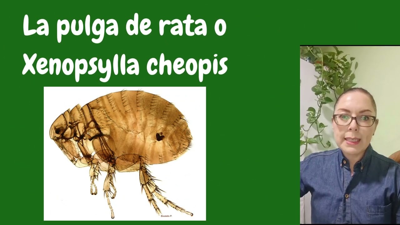 MOchoa Artrópodos Parásitos Pulgas