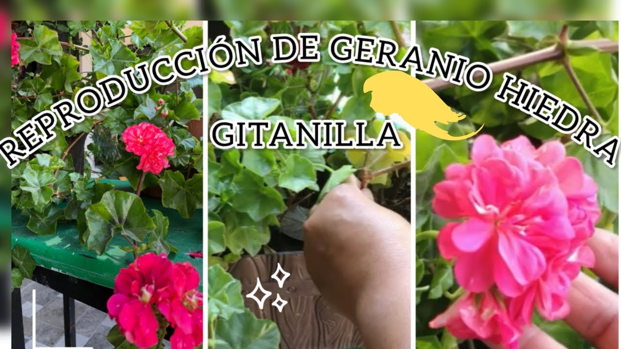 GERANIOS HIEDRA Ó GITANILLA PROPAGACIÓN POR ESQUEJES MUY FÁCIL