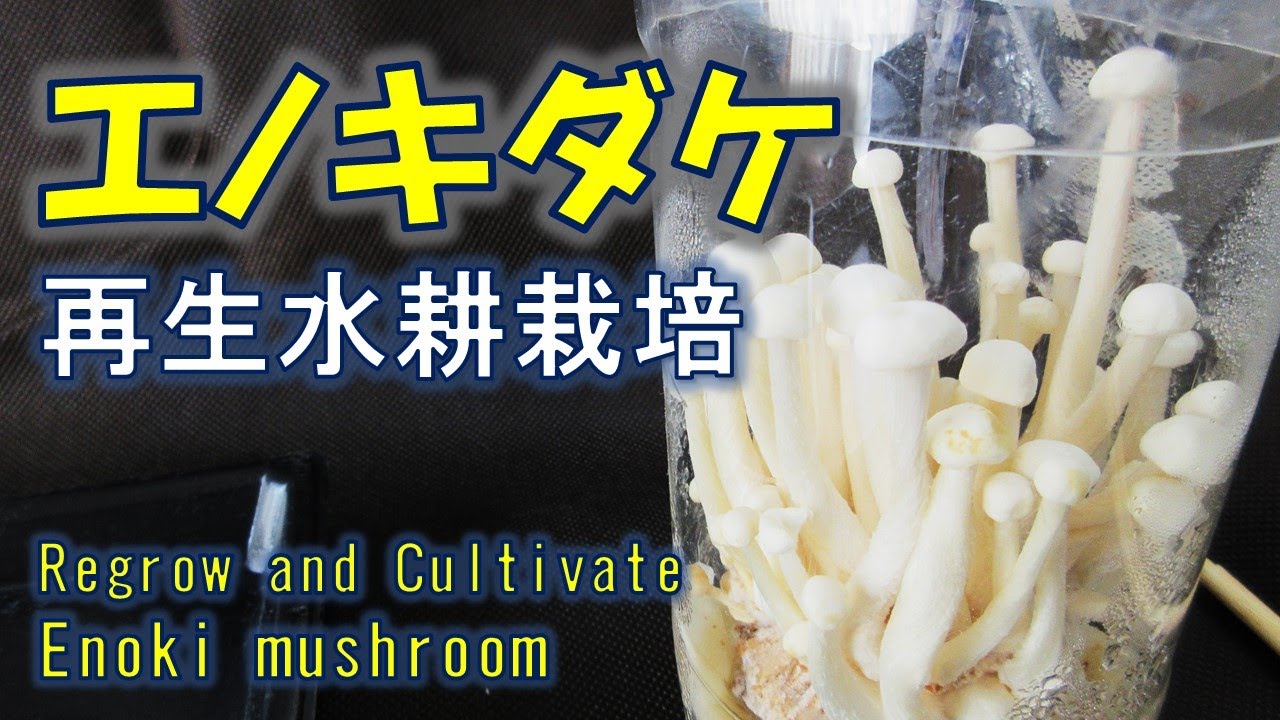 エノキダケ　再生栽培　水耕栽培編2022　Regrow and cultivate Enoki mushroom
