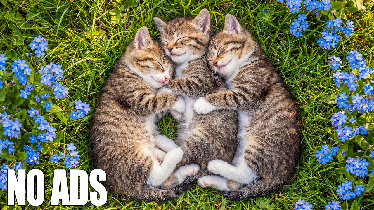 Исцеляющая музыка для кошек 🐾 Полный релакс 😻 Сон и снятие стресса 🎵 Без рекламы